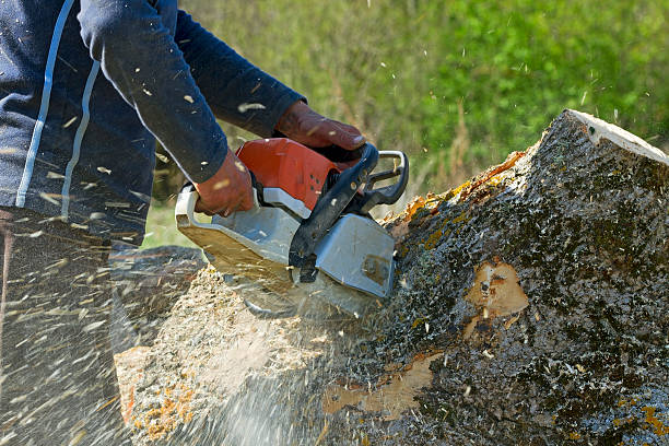 How Our Tree Care Process Works  in  Hazel Park, MI